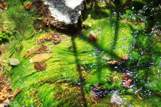藍藻類やシアノバクテリア コケ は オキシドール で除去 熱帯魚やエビ 水草への害は Aquarium Favorite