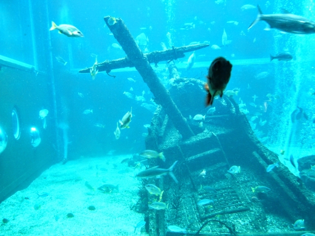 水槽内に沈没船 宝船 オブジェクトで変わったレイアウトを作り面白い風景を演出しよう Aquarium Favorite