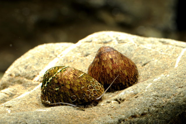 コケ取り能力抜群で高級感たっぷりの貝「ベッコウフネアマ貝」の飼育方法と注意点など | Aquarium Favorite