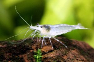 日本の川に生息する スジエビ は熱帯魚と混泳させてアクアリウムを楽しむことが可能か Aquarium Favorite