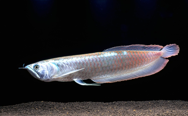 銀色に輝くアクアリスト憧れの大型魚 シルバーアロワナ の飼育方法と注意点について Aquarium Favorite