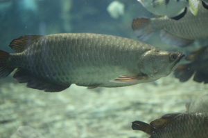 最強のスネールイーター アノマロクロミス トーマシー は繁殖容易で子育する熱帯魚 Aquarium Favorite