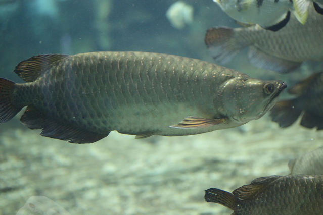 アジアアロワナ激似の人気大型魚 ノーザン バラムンディ の飼育方法と注意点など Aquarium Favorite