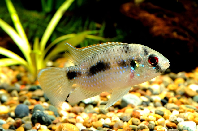 最強のスネールイーター アノマロクロミス トーマシー は繁殖容易で子育する熱帯魚 Aquarium Favorite