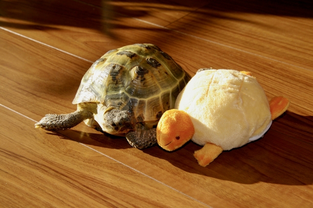 カメ飼育は 水槽 トロ舟 プラ舟 衣装ケース どれがお勧め 特徴や良い点 悪い点 Aquarium Favorite