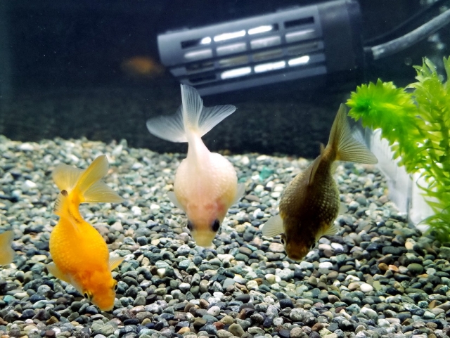 方 飼い ピンポン パール 【金魚】ピンポンパールの水温は何度が適温か？【内外国産に差は？】