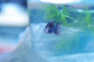 最強のスネールイーター アノマロクロミス トーマシー は繁殖容易で子育する熱帯魚 Aquarium Favorite