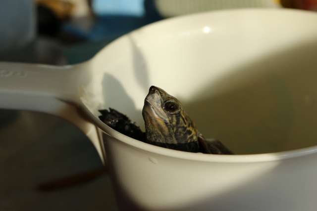 カメに与えてはいけない餌 食べ物 とは 身近にある要注意な食材や成分をご紹介 Aquarium Favorite