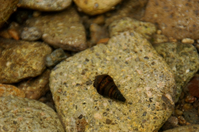 カワニナはコケ取りや汚泥を食べ水質を綺麗にする浄化作用の強い巻貝 飼育方法と注意点 Aquarium Favorite