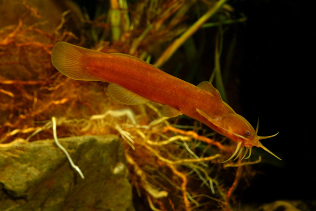 綺麗なナマズには毒がある アカザ は赤くて小さくてカワイイ淡水魚 飼育方法 注意点 Aquarium Favorite