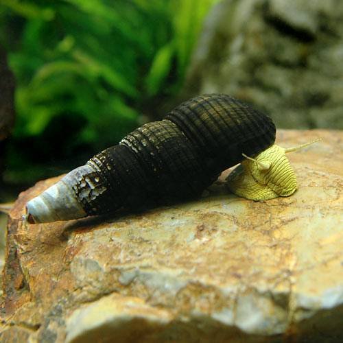 貝殻は黒色で体色が黄色の巻貝 イエローラビット スネール の飼育方法や繁殖 注意点 Aquarium Favorite