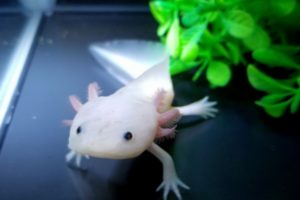 面白い生態を持つ可愛い生き物 ウーパールーパー の飼育方法や魅力 特徴 注意点など Aquarium Favorite