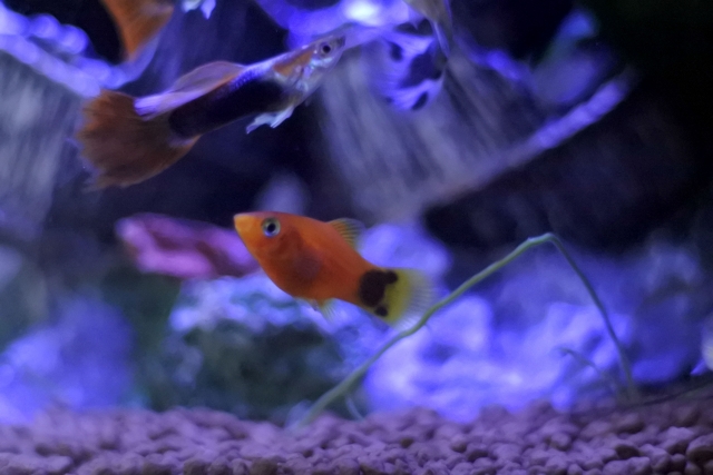 グッピーとプラティは混泳させて大丈夫 オスがメスを追いかける理由と交雑の可能性 Aquarium Favorite