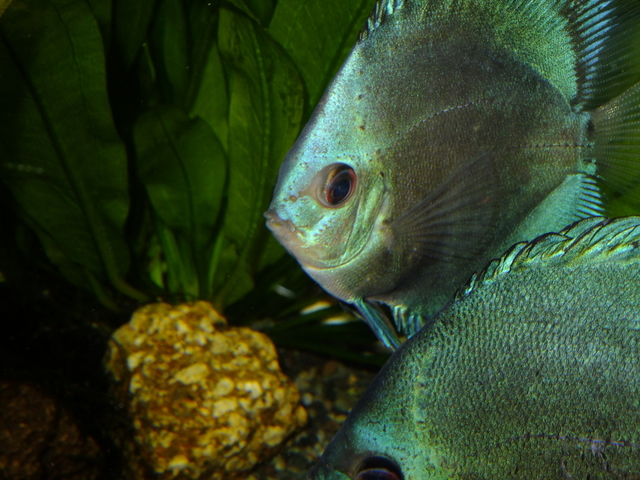 プレコがディスカスの体表を舐めて弱らせる 混泳魚に適さない 避けた方が良い 理由 Aquarium Favorite