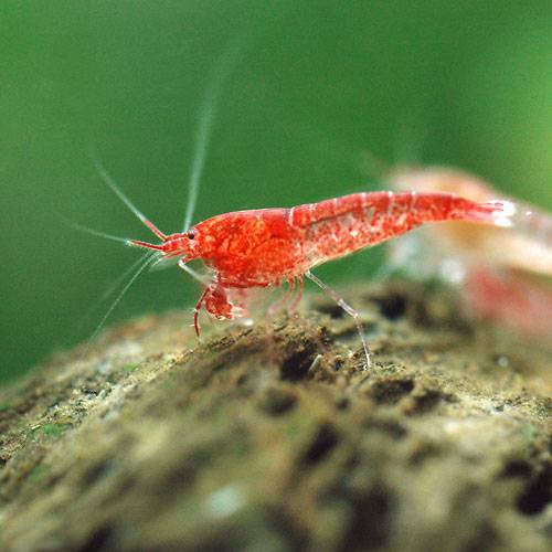 癒しのボトルアクアリウムで人気爆発 ホロホロ ピクシー シュリンプ の飼育方法や注意点 Aquarium Favorite