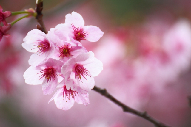 令和カラー 桜 ピンク 梅 濃いピンクor白色 菫 紫色 を持つ熱帯魚をご紹介 Aquarium Favorite