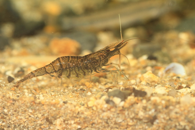 日本の川に生息する スジエビ は熱帯魚と混泳させてアクアリウムを楽しむことが可能か Aquarium Favorite