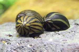 脱走 や ひっくり返る 石巻貝の あるある 水質や卵問題で水草水槽には不向き Aquarium Favorite