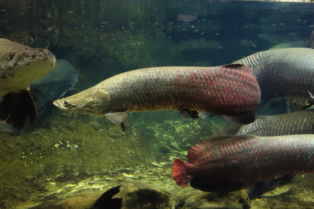 世界最大級の淡水魚にして生きた化石の古代魚 ピラルク の魅力 飼育方法 注意点など Aquarium Favorite