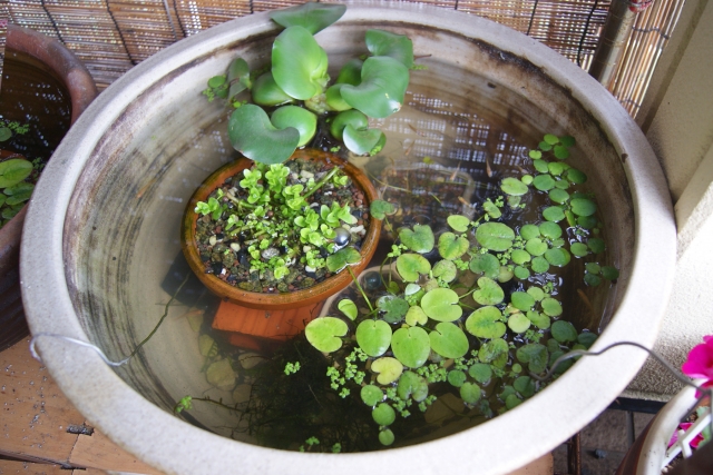 メダカの屋外飼育 大雨の日にビオトープ内の水質が急変 お勧めの対策方法をご紹介 Aquarium Favorite