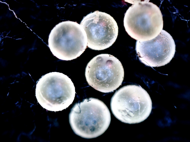 メダカの卵が白く変色する原因は水カビと無精卵 白化する主な要因と対策 対処方法について Aquarium Favorite