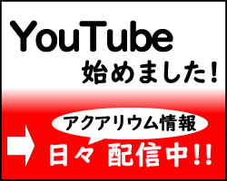アクアリウム 家庭用の 簡易型浄水器 を使用した水を熱帯魚水槽に使用するのは危険がいっぱい Aquarium Favorite