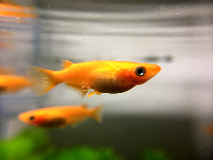 メダカの室内飼育が難しい理由は太陽光 日光 にある 光の重要性について考えてみた Aquarium Favorite